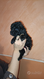 Cuccioli barboncini neri toy