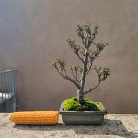 Bonsai di Cipresso Sawara