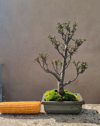 Bonsai di Cipresso Sawara