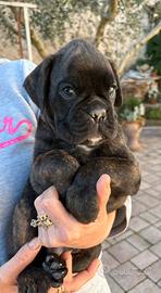 Boxer cuccioli