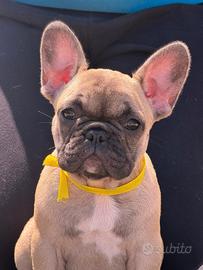 Bulldog bouledogue francese pedigree