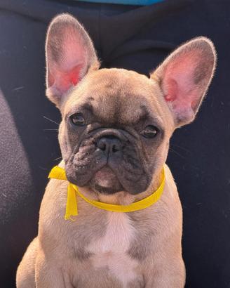 Bulldog bouledogue francese pedigree