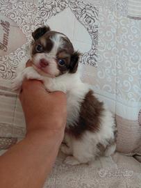 Chihuahua femmina