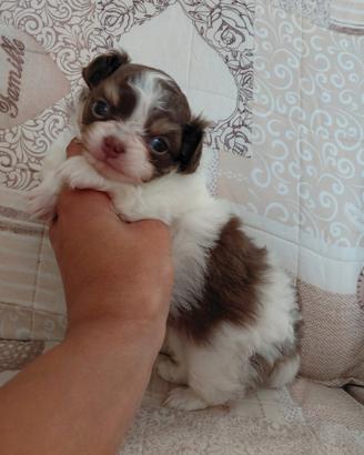 Chihuahua femmina