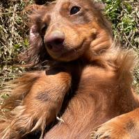 Bassottina per accoppiamento