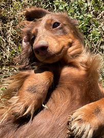 Bassottina per accoppiamento