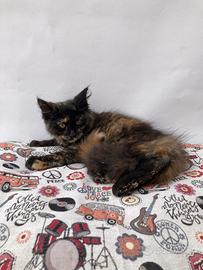 Maine Coon