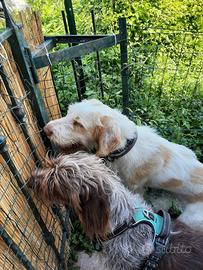 Spinone Italiano