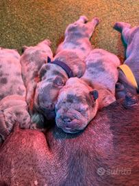 Cuccioli di Bulldog esotici blu e merle