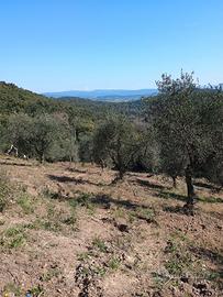 Terreno con 115 olivi in provincia di Grosseto