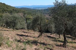 Terreno con 115 olivi in provincia di Grosseto