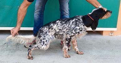 Setter Inglese