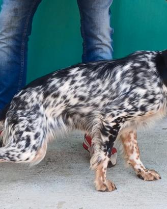 Setter Inglese