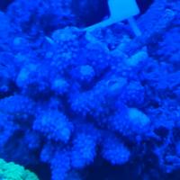 corallo acquario marino 