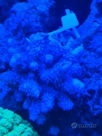 corallo acquario marino 