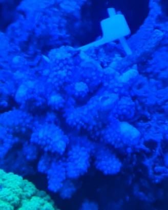 corallo acquario marino 