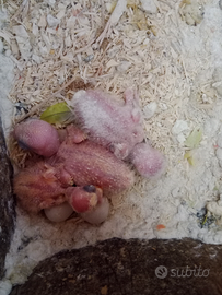 Inseparabili da allevare a mano