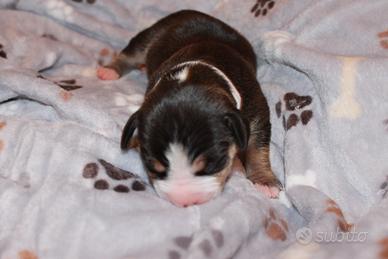 American Pitbull terrier