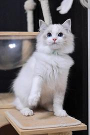 Gattino ragdoll