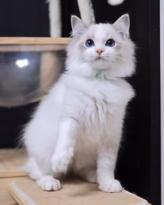 Gattino ragdoll