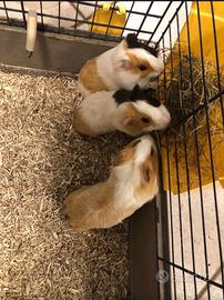 Porcellini d'India , cavie peruviane