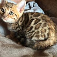 Cucciola bengal con Pedigree ~ manto brown