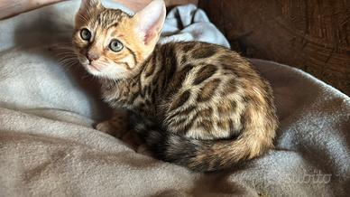 Cucciola bengal con Pedigree ~ manto brown