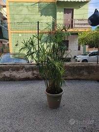 pianta di papiro