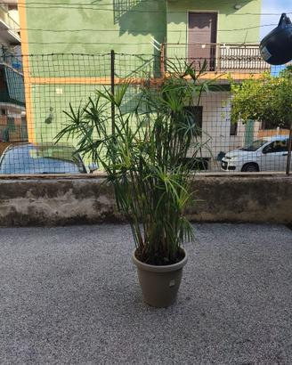 pianta di papiro