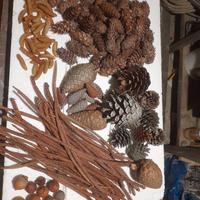 set di pigne per addobbi natalizi 