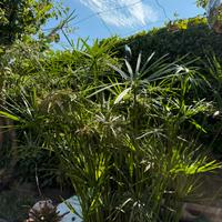 Falso Papiro per laghetti e Minipond