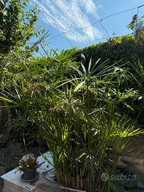 Falso Papiro per laghetti e Minipond