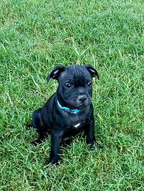 Cuccioli di Staffordshire Bull Terrier