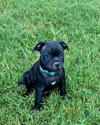 Cuccioli di Staffordshire Bull Terrier