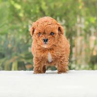 Cucciola di barboncino di colore rosso
