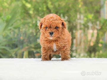 Cucciola di barboncino di colore rosso