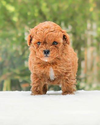 Cucciola di barboncino di colore rosso