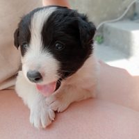 Cuccioli di Border Collie