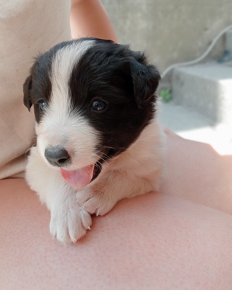 Cuccioli di Border Collie