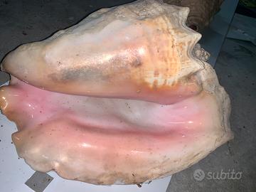 Conchiglia Queen Conch