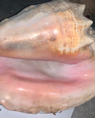 Conchiglia Queen Conch