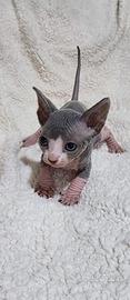 Sphynx femmina con pedigree