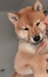 Shiba Inu maschio con pedigree 