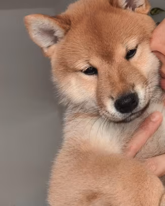 Shiba Inu maschio con pedigree 