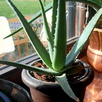 Pianta Aloe Vera