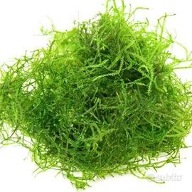 Muschio di Java (TaxiPhyllum Barbieri) Giava