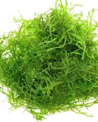 Muschio di Java (TaxiPhyllum Barbieri) Giava