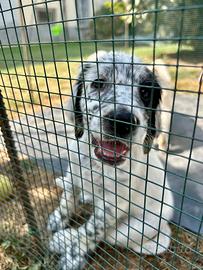 Cuccioli di Setter Inglese con Pedigree