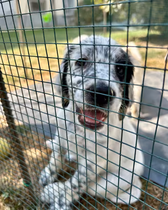 Cuccioli di Setter Inglese con Pedigree