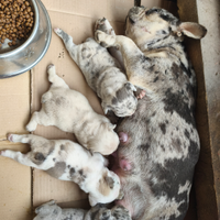 Bulldog Francese